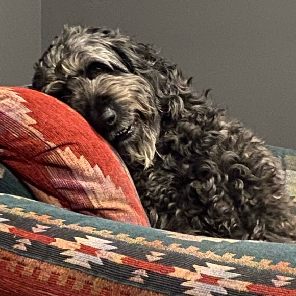 Meet your Posher, Dave - Picture 1 of 1